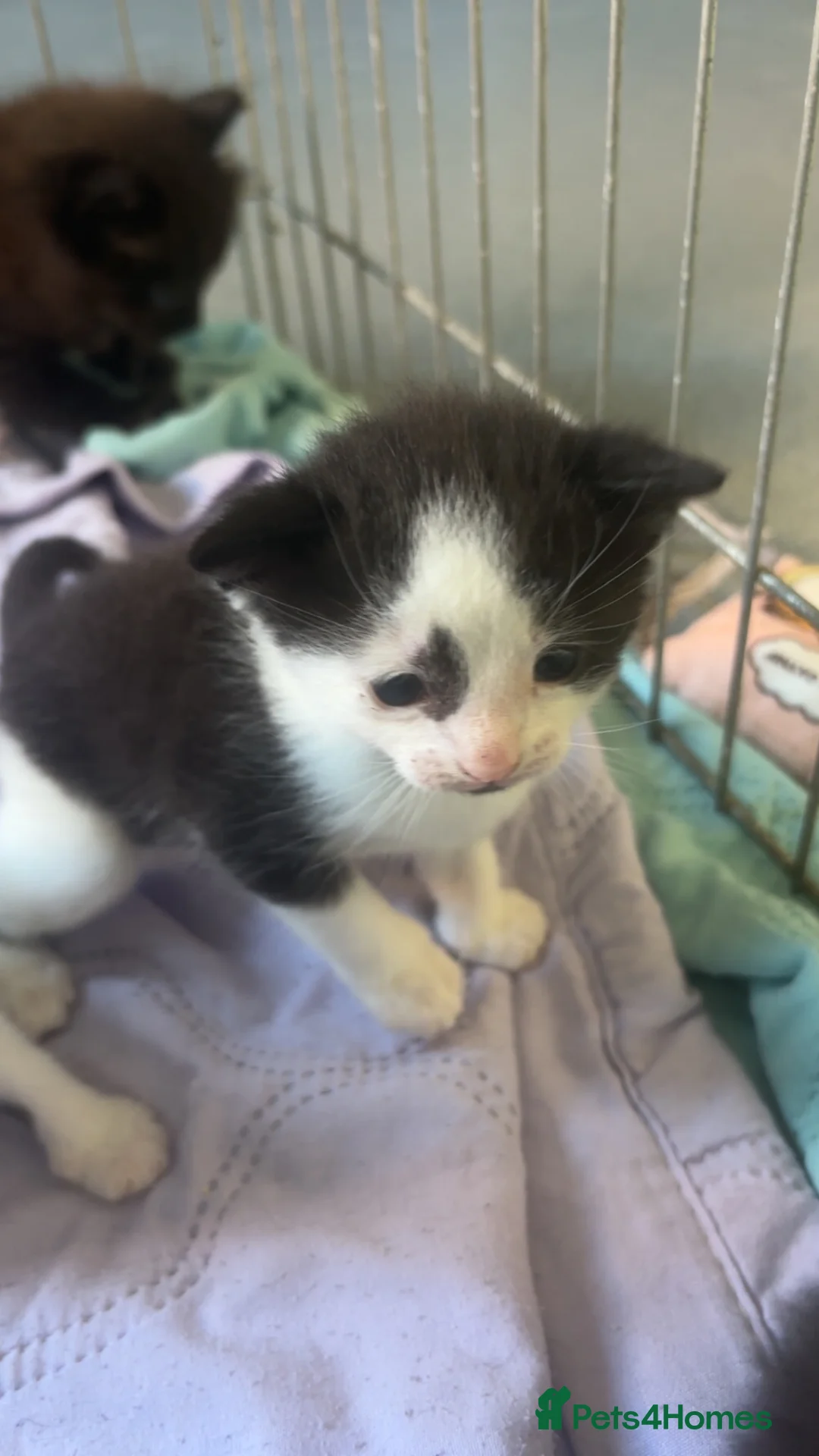Mixed Breed cats for sale: Black and white kitten in Peterborough - Advert 6
