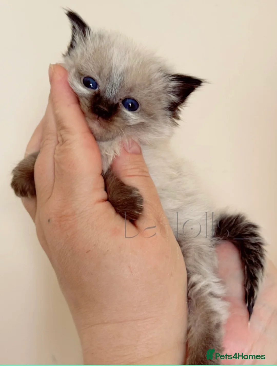 Ragdoll cats for sale: ✨Ragdoll Kittens Raised With Love xx  - Advert 13