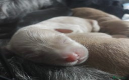 Labradoodle dogs for stud: Stud miniature labradoodle  - Image 14