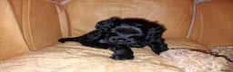 Goldendoodle dogs for sale: Miniature Goldendoodle pure black boy - Advert 9