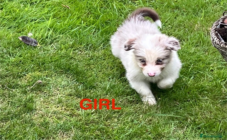 Mixed Breed dogs - Advert 1
