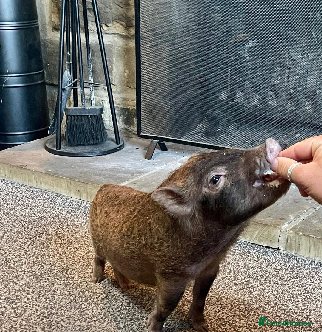 Pig livestock for sale: Real life miniture Richard ham micro pig  - Advert 2