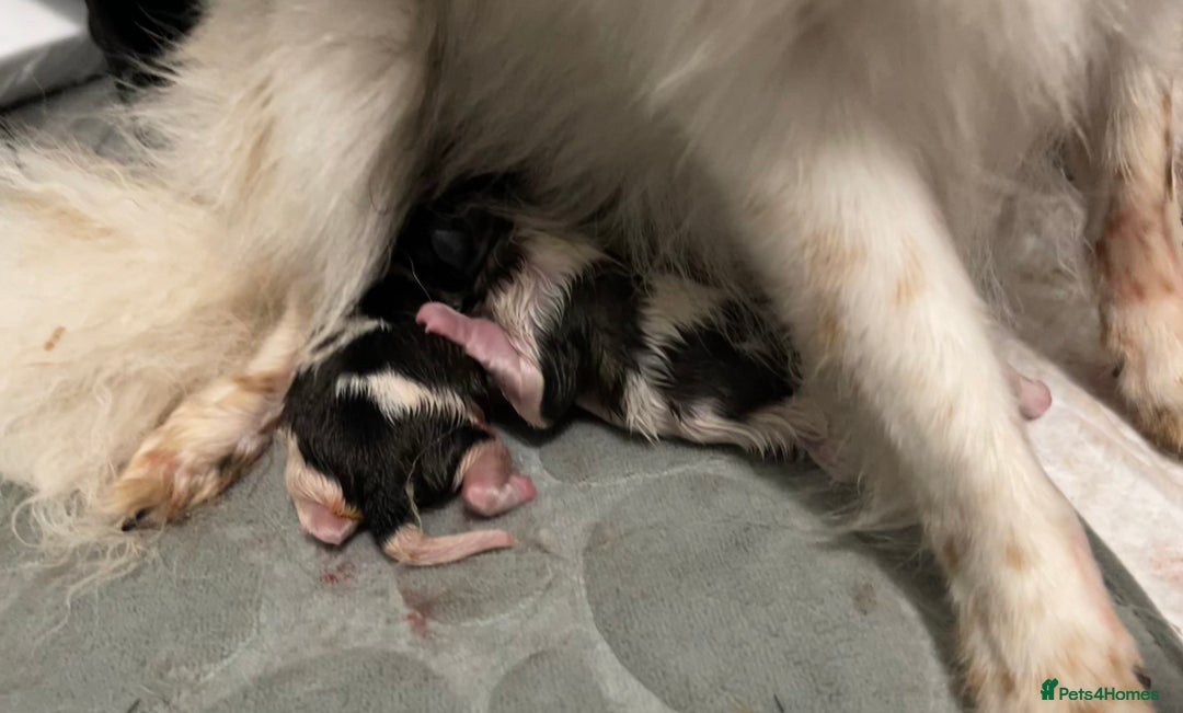 Pomeranian dogs for sale: ****7 Tri/parti Pom pups 3 girls left ** deposit - Image 6