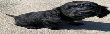 Cocker Spaniel Puppy 6