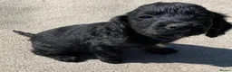 Cocker Spaniel dogs for sale: cocker spaniel puppies ready to leave  in Aylesford - Advert 14