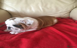 English Bulldog dogs for sale: Nine stunning bulldogs - Image 4