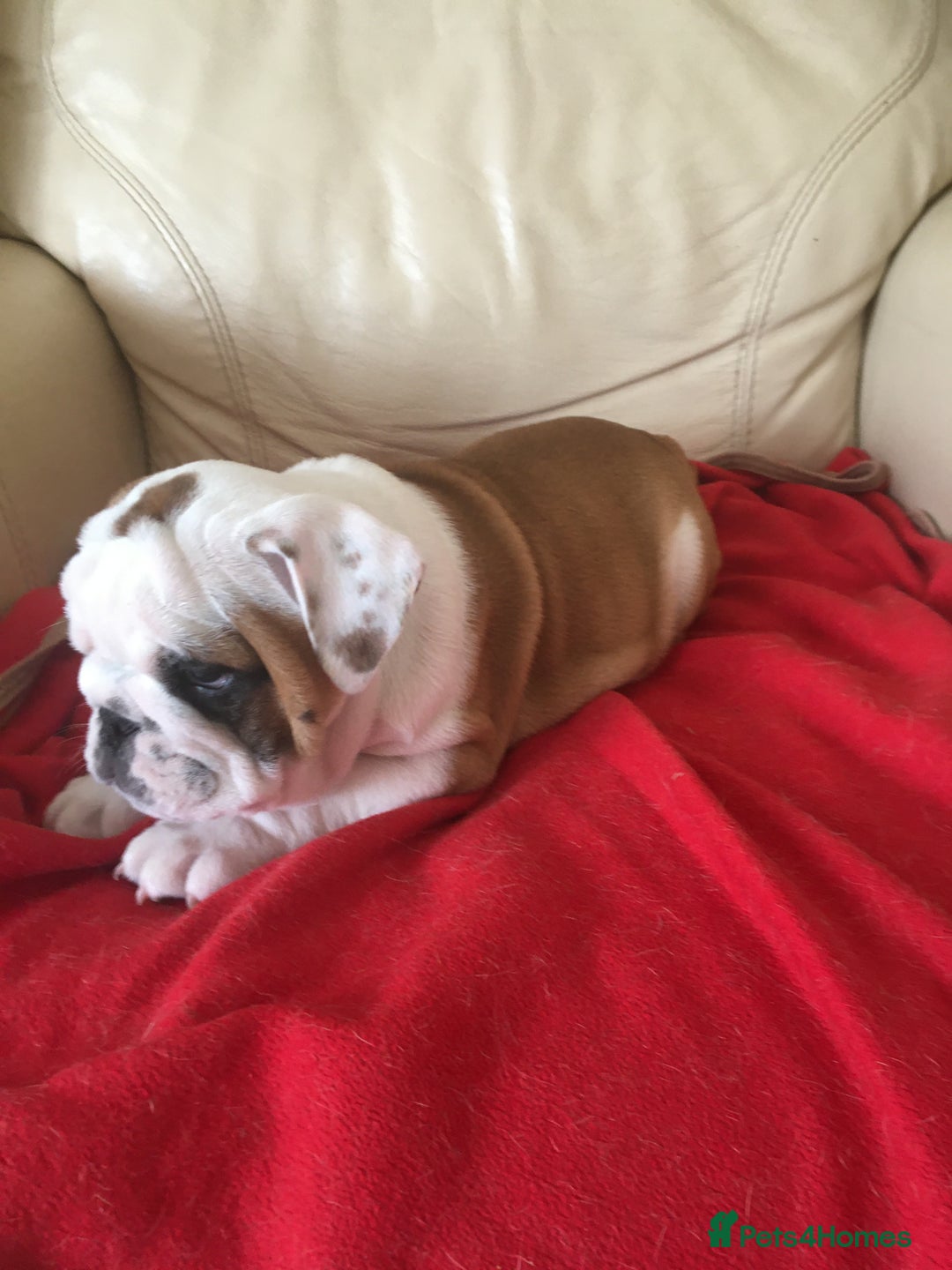 English Bulldog dogs for sale: Nine stunning bulldogs - Image 4
