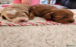 Maltipoo dogs for sale: Stunning Maltipoo Puppies ❤️  - Image 19
