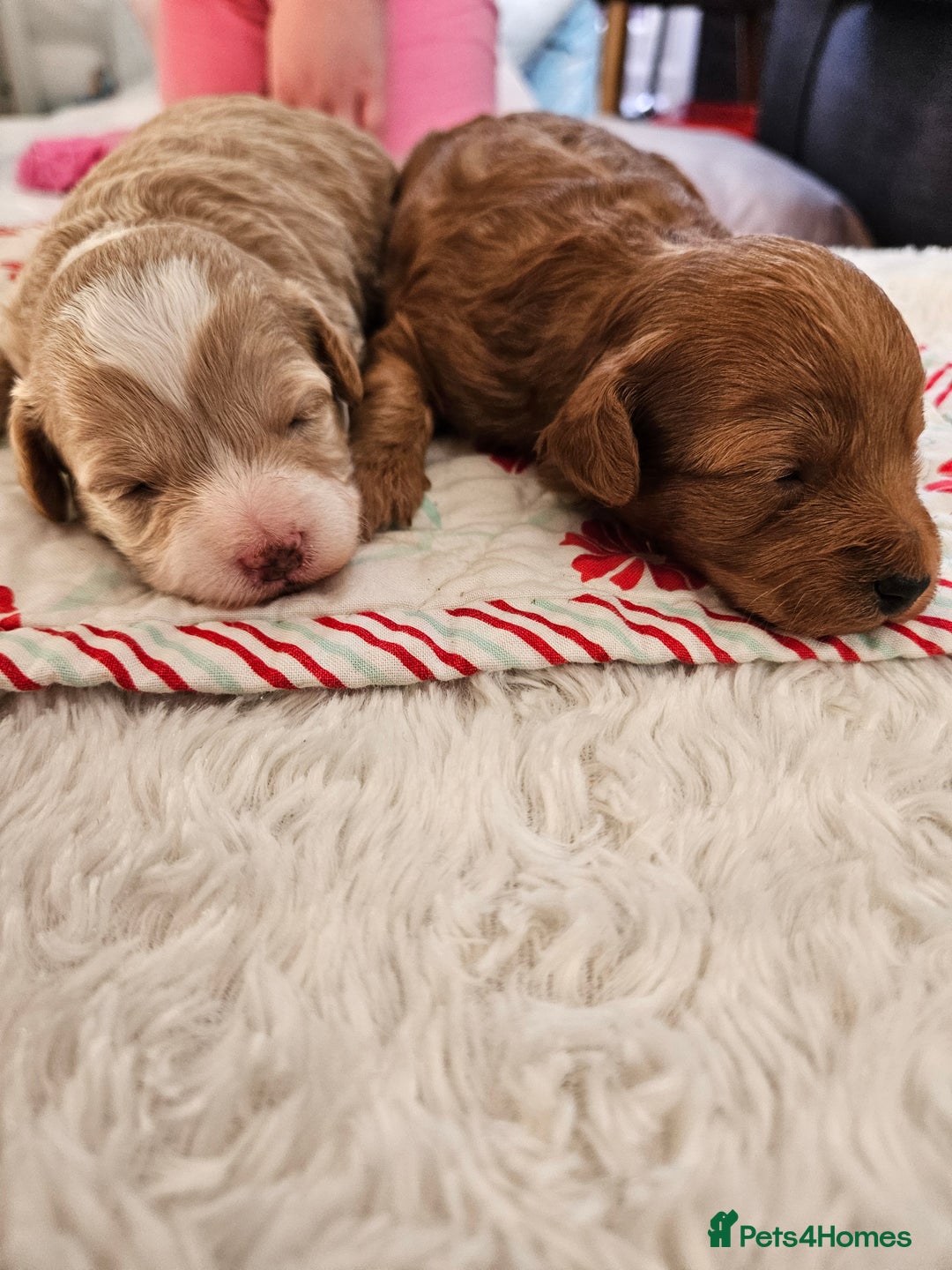 Maltipoo dogs for sale: Stunning Maltipoo Puppies ❤️  - Image 19