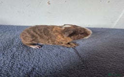 Guinea Pig rodents for sale: Pretty boars for sale x - Image 5