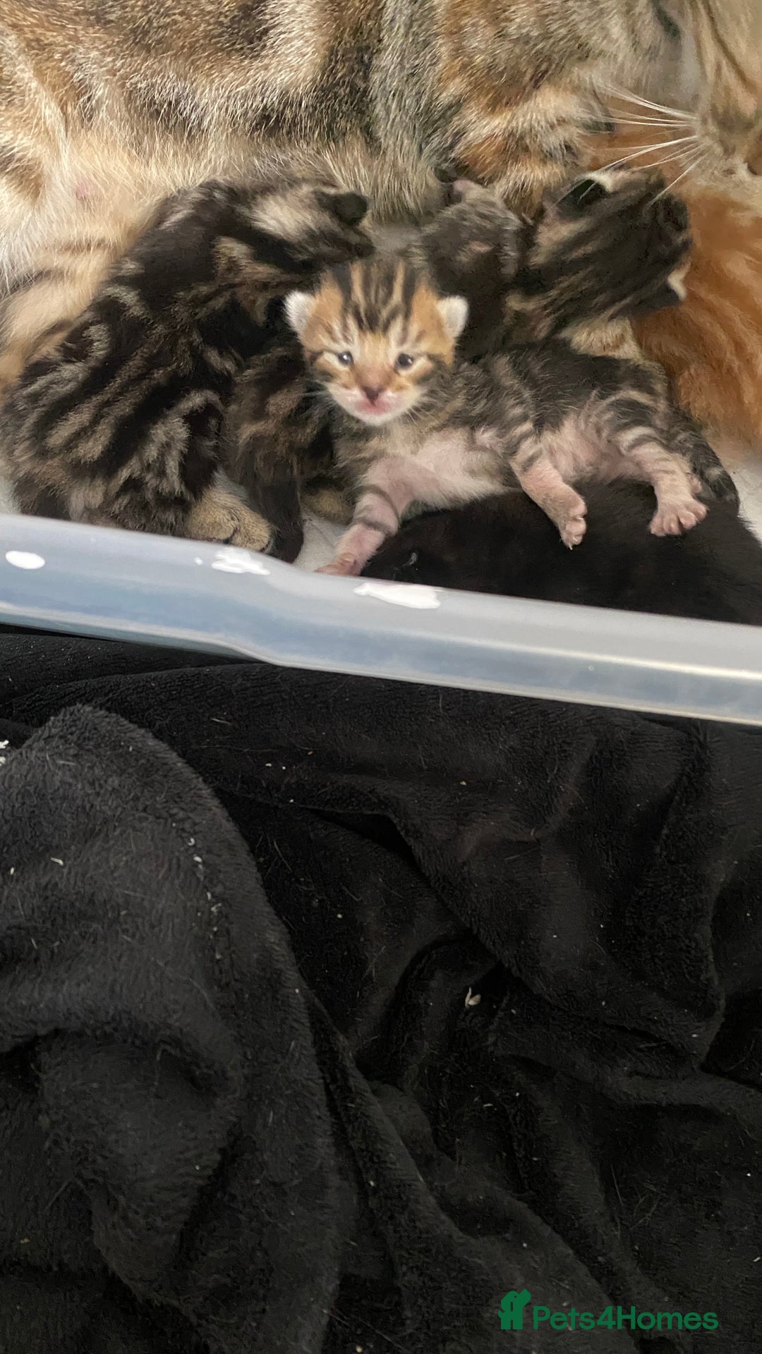 Mixed Breed cats for sale: Gorgeous Kittens - Image 5