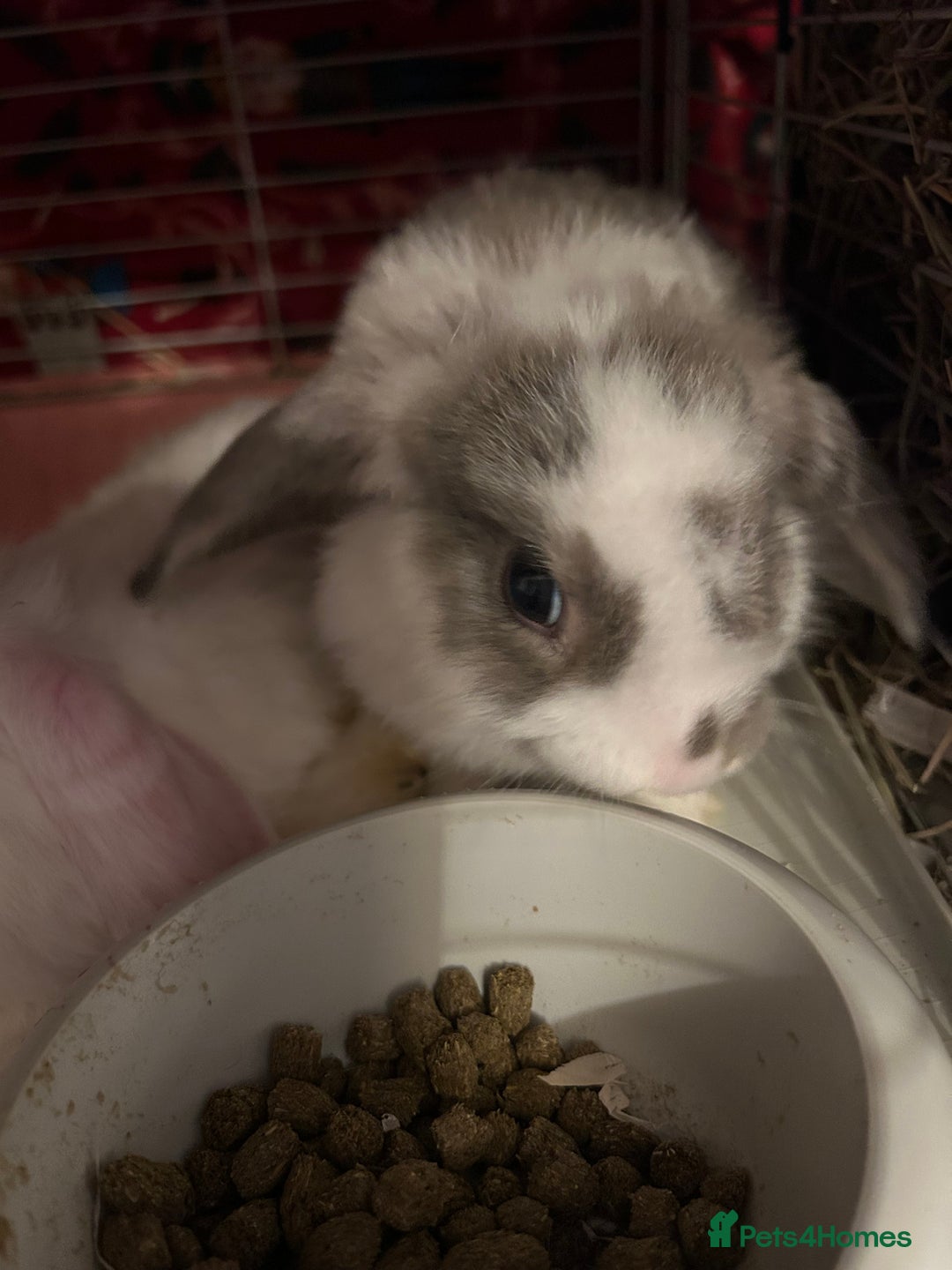 Mini Lop rabbits for sale: Gorgeous mini lop bunnies  - Advert 22