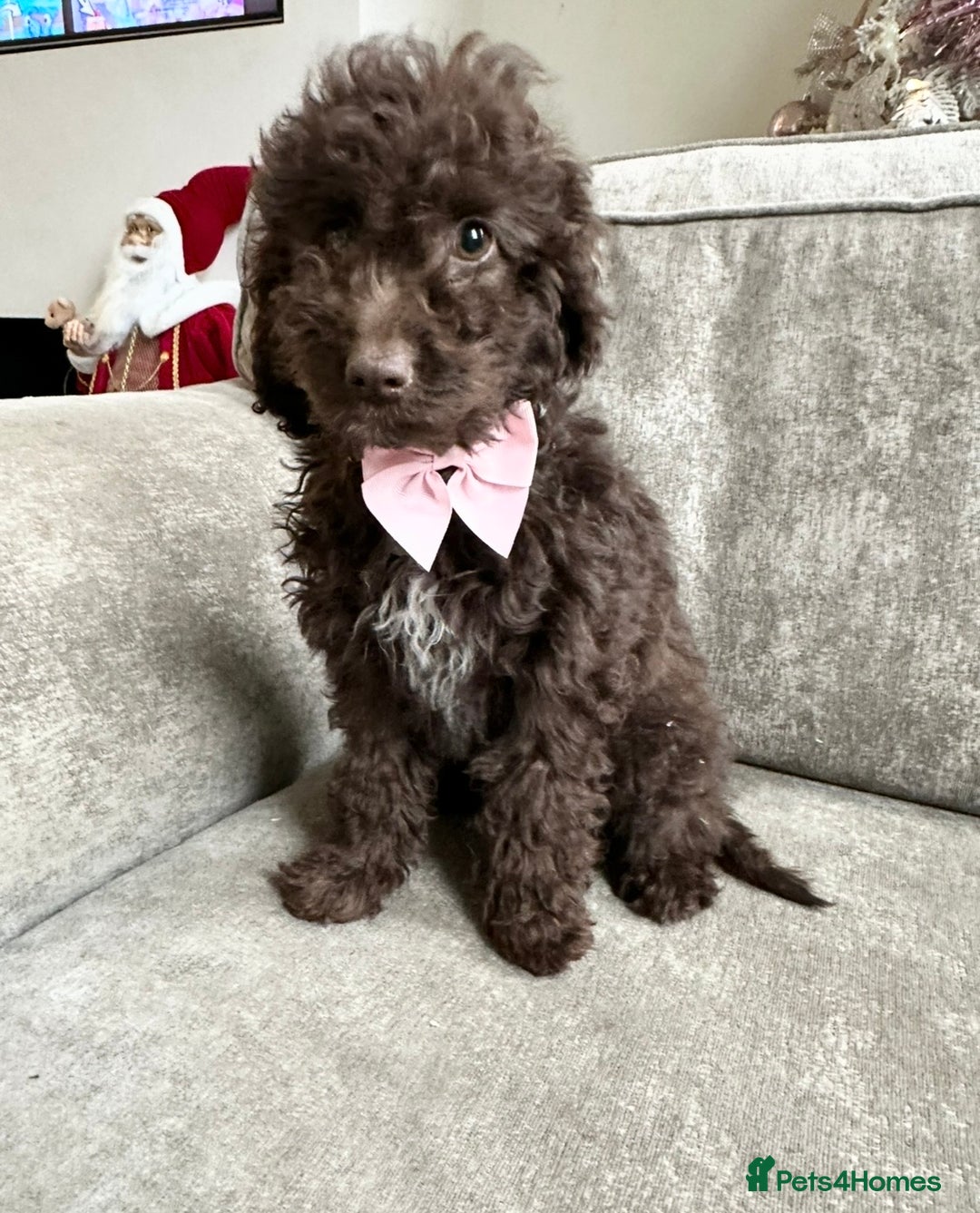 Cockapoo dogs for sale: Outstanding Cockapoos’s  - Advert 23