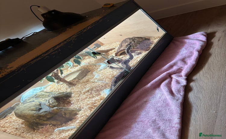 Python Snake reptiles - Advert 1