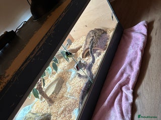 Python Snake reptiles - Advert 11