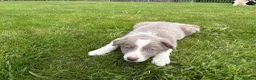 Border Collie dogs for sale: Rare Welsh Border Collie Puppies - Advert 12