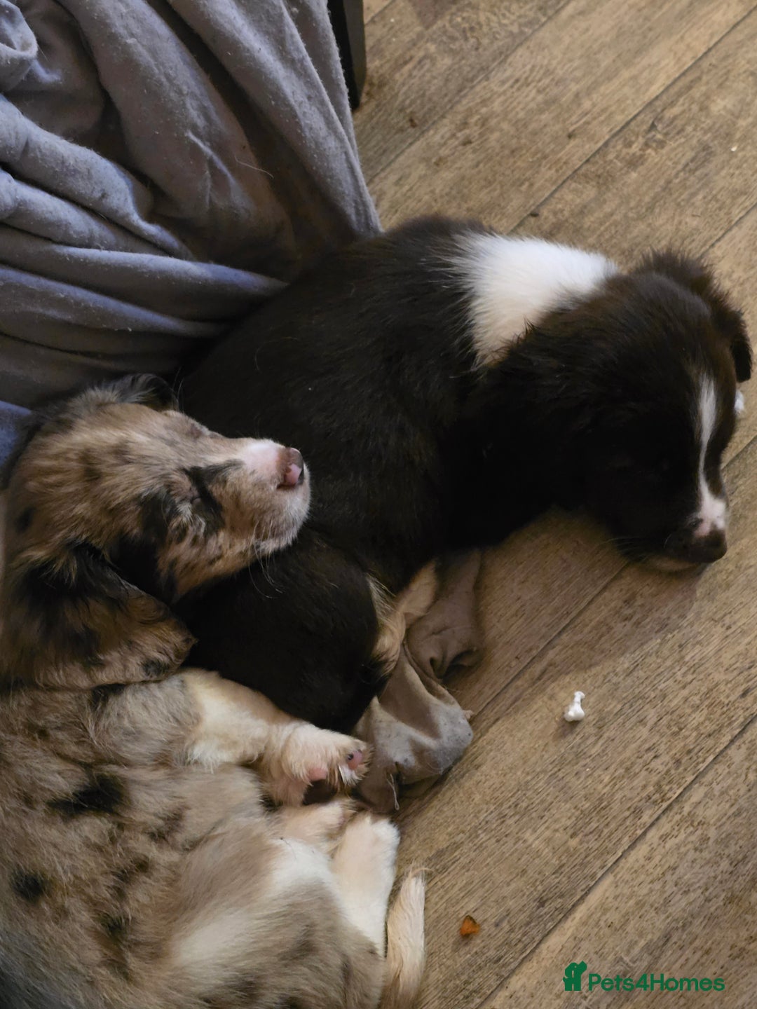 Mixed Breed dogs for sale: Beautifull sprollie pups - Advert 5