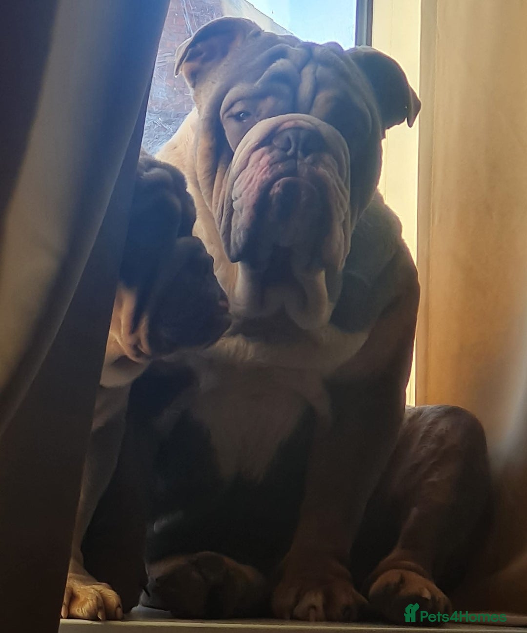 English Bulldog dogs for sale: Dogs for sale - Advert 7