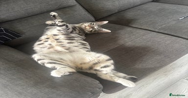 Bengal cats - Advert 4