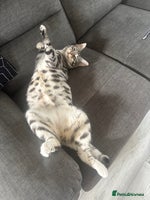 Bengal cats - Advert 6