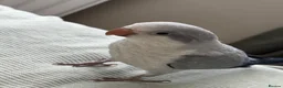 Parrots birds for sale: LAST hand reared Quaker baby - Advert 5