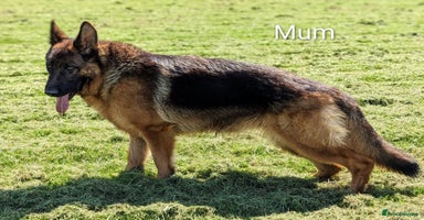German Shepherd dogs - Advert 12