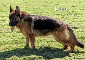 German Shepherd dogs - Advert 12