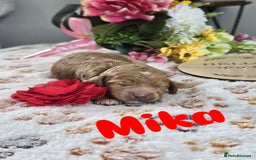 Cavapoo dogs for sale: Cavapoo F1B pups licensed Breeder/health tested  - Image 8