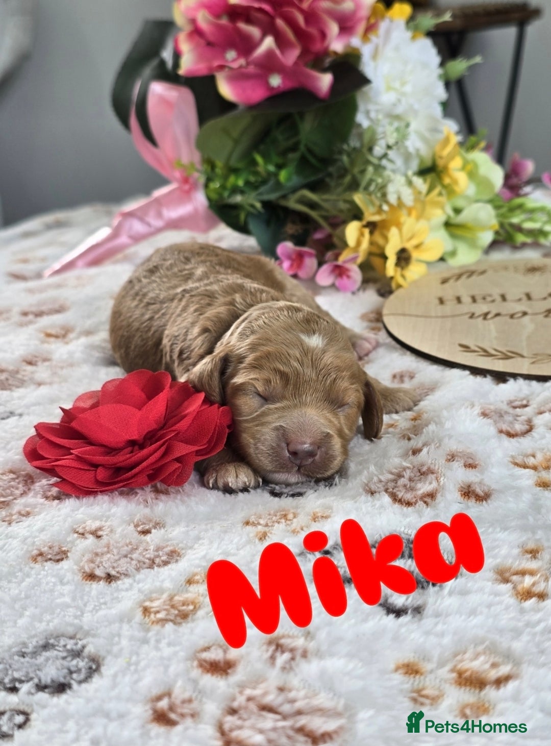 Cavapoo dogs for sale: Cavapoo F1B pups licensed Breeder/health tested  - Image 8