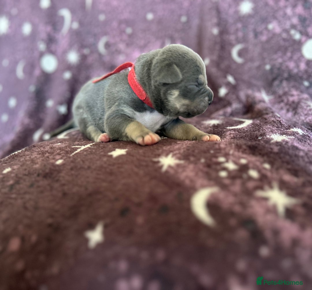 Mixed Breed dogs for sale: Cane Corso x Pocket Bully - Image 1