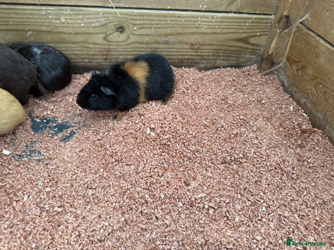 Guinea Pig rodents for sale: Baby girl guinea pigs  - Advert 6