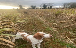 Bracco Italiano dogs for sale: 🌟 TOP BREEDER 2021,22,22,24,25🌟 - Image 17