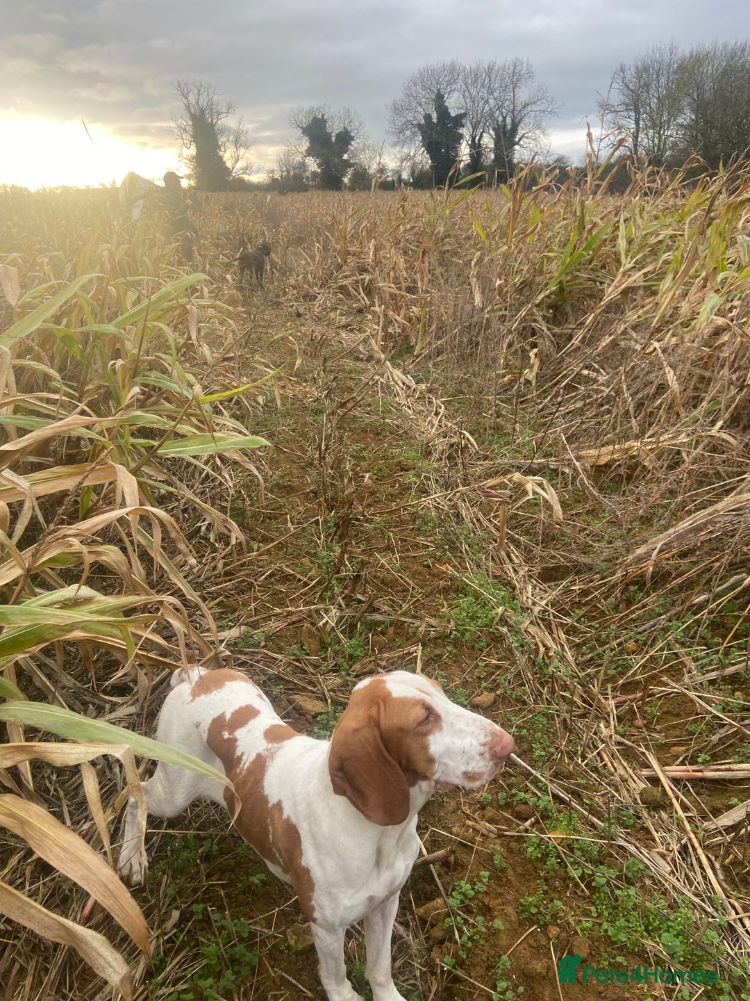 Bracco Italiano dogs for sale: 🌟 TOP BREEDER 2021,22,22,24,25🌟 - Image 17