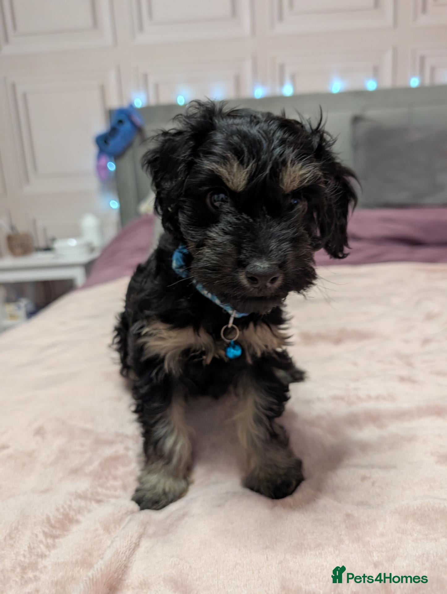 Cockapoo dogs Cockapoo pups f2b Ready to leave Now  - Advert 16