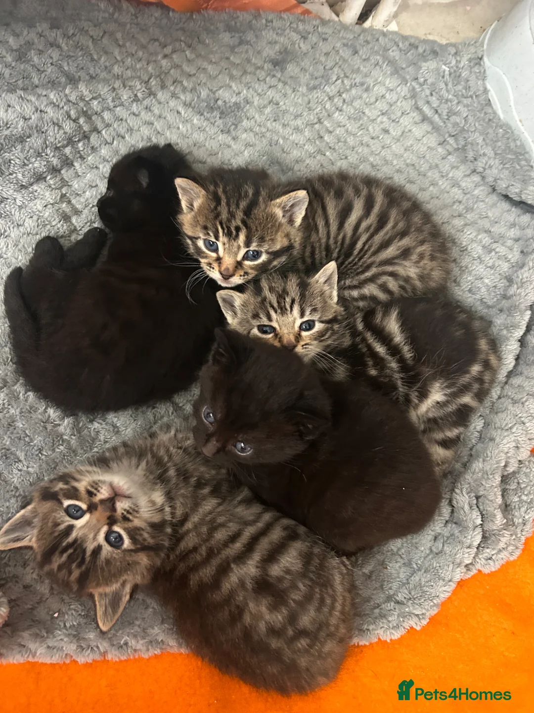 Mixed Breed cats for sale: 4 beautiful kittens looking for a forever home - Advert 1