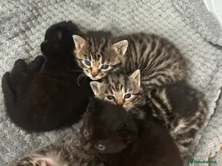 Mixed Breed cats 4 beautiful kittens looking for a forever home - Advert 2