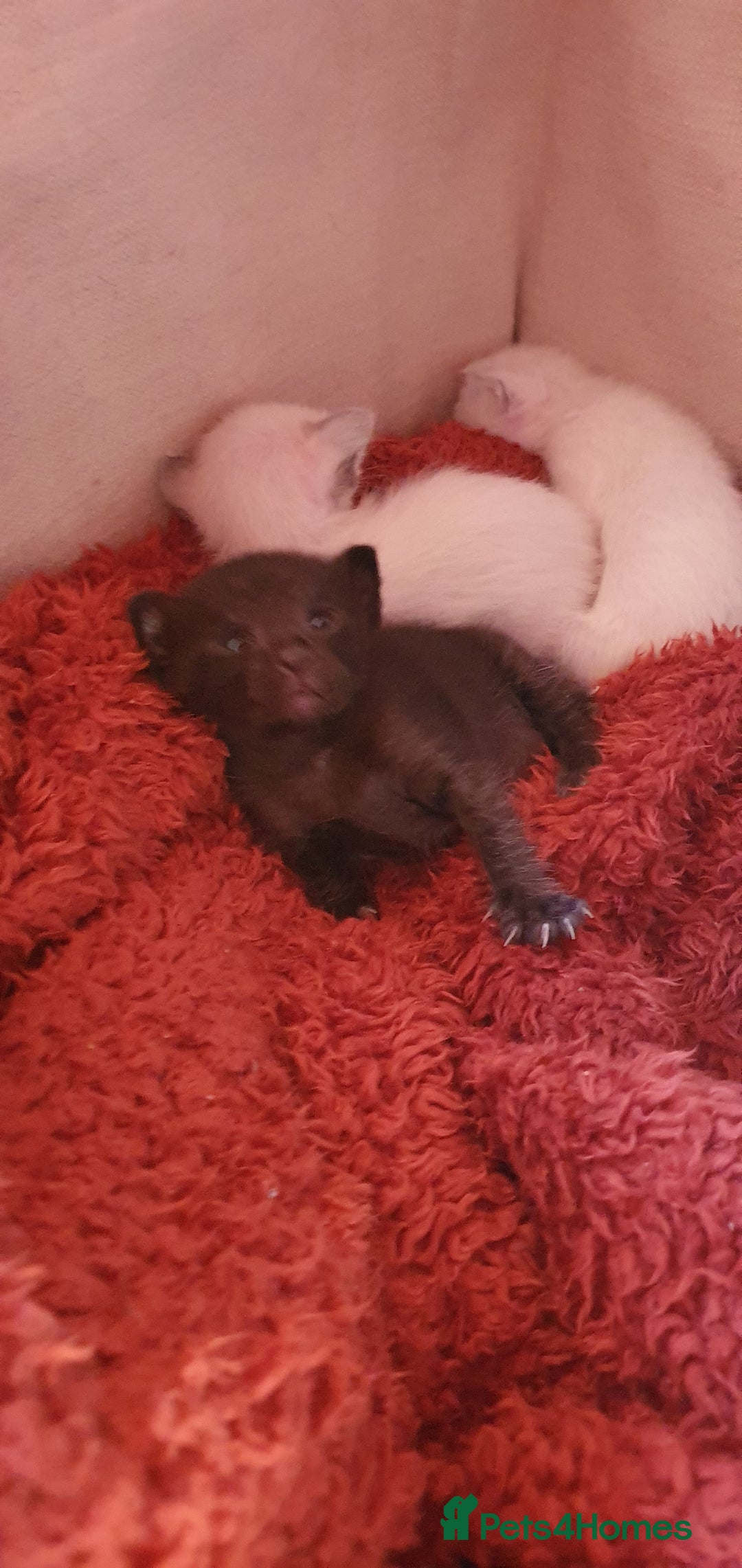 Oriental cats for sale: Siamese and oriental kittens - Image 2