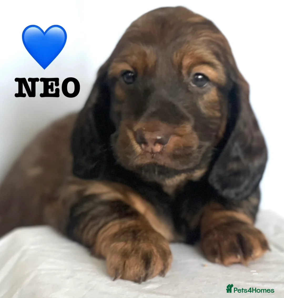 Dachshund dogs for sale: 5 KC Standard Long Hair Dachshunds - Advert 5