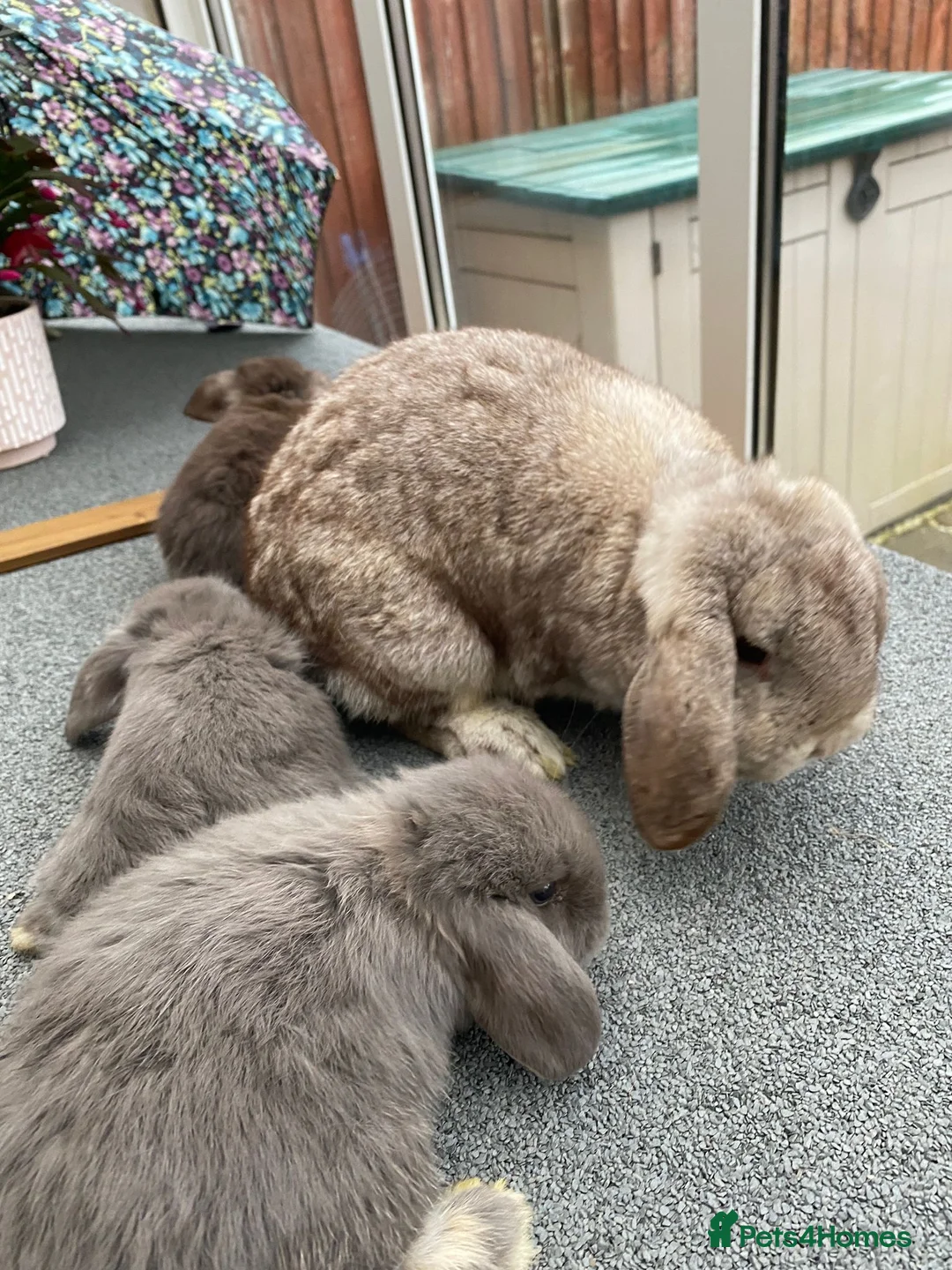 Mini Lop rabbits for sale: ❤️Mini Lop bunny 🐰 for sale   - Advert 9