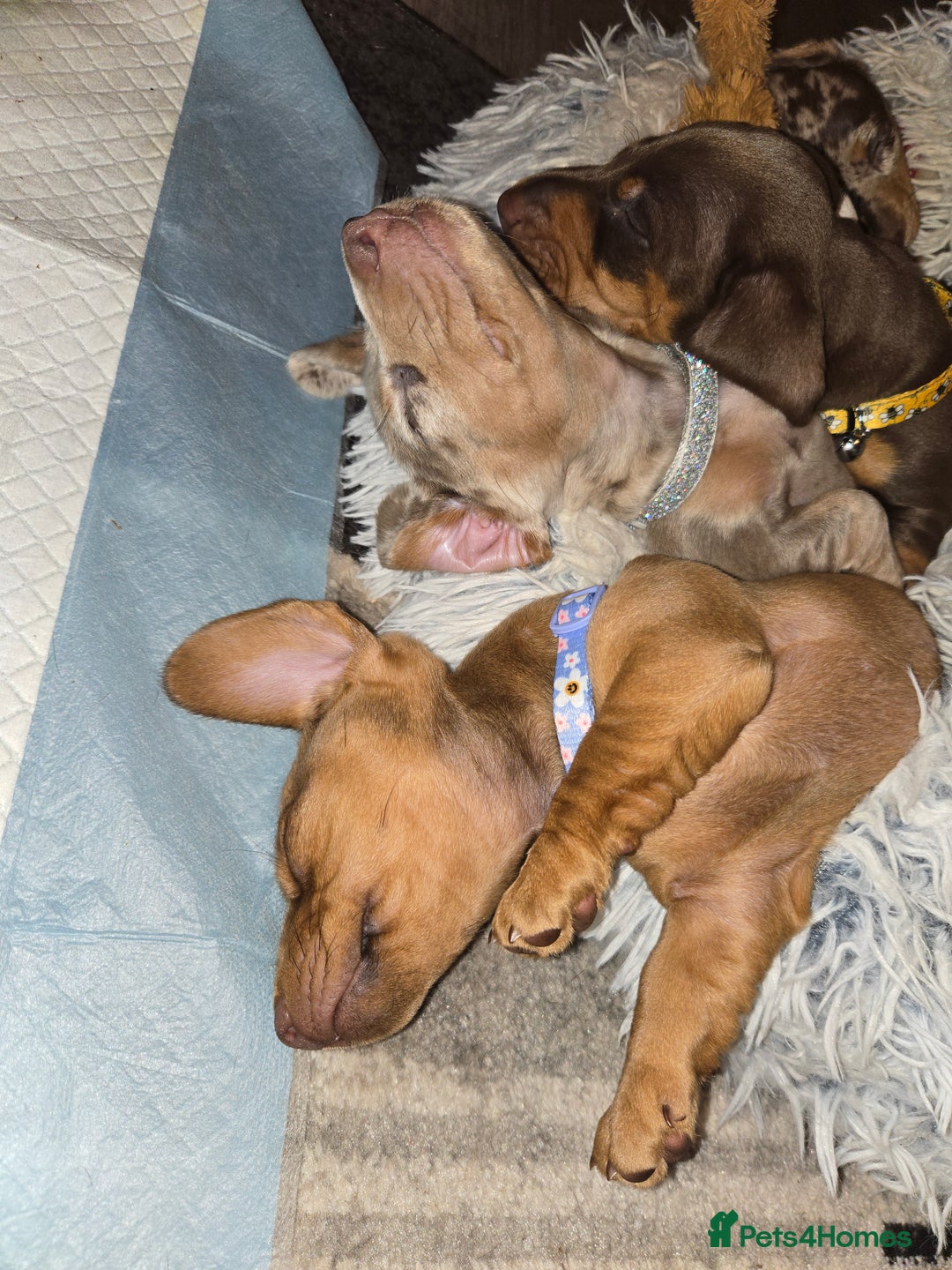 Dachshund dogs for sale: Beautiful KC REG dachshund pups - Advert 13