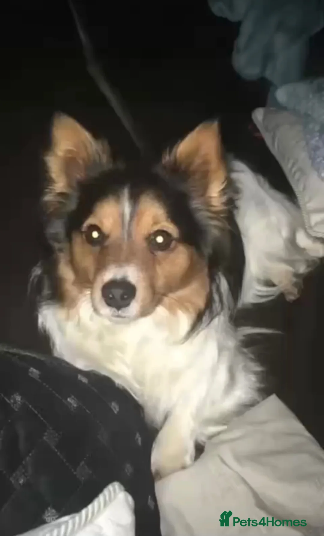 Mixed Breed dogs for sale: Sealyham jack Russel puppy - Advert 7