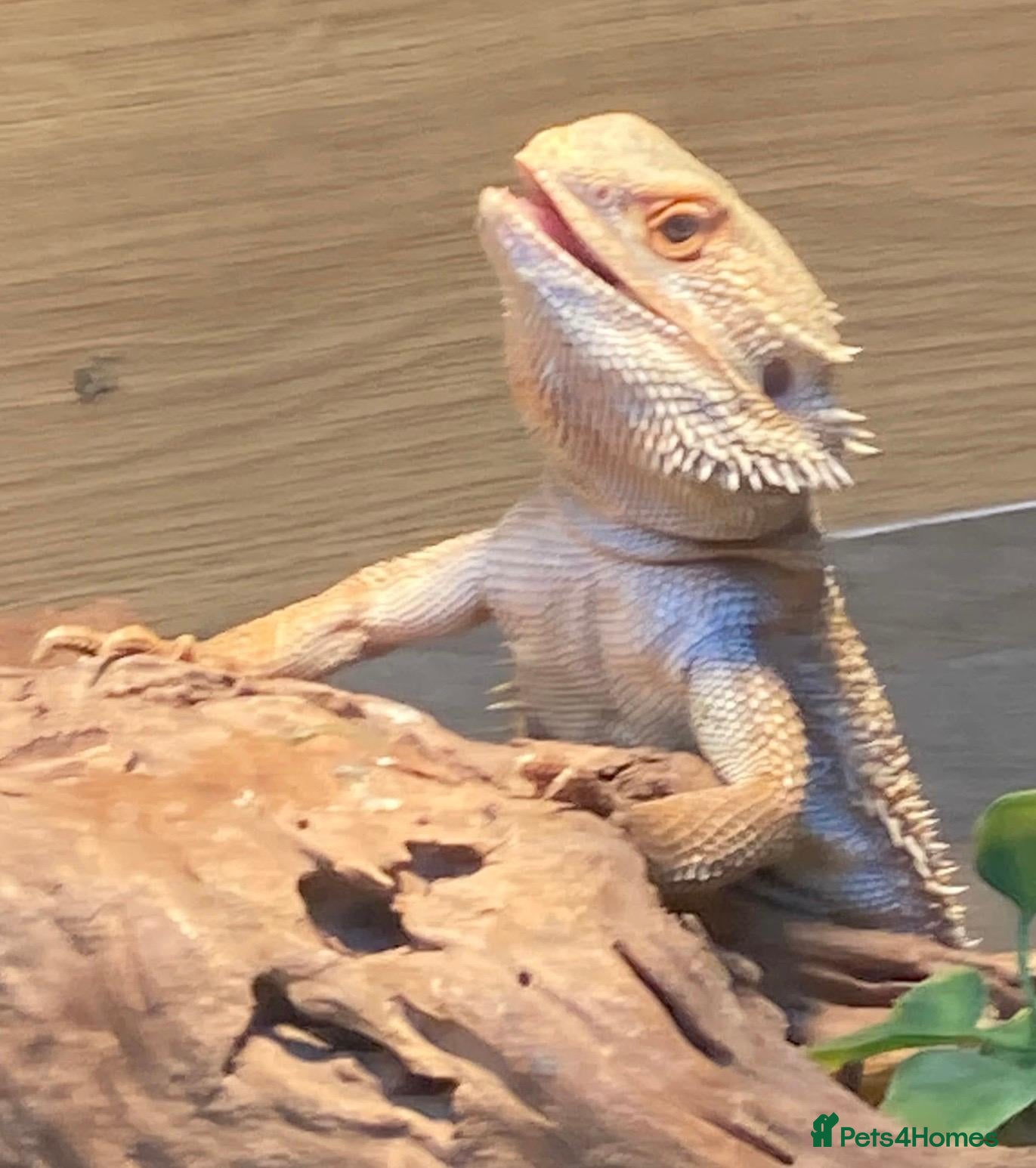 Bearded Dragon reptiles for sale: Bearded Dragon with Complete Setup - Advert 14