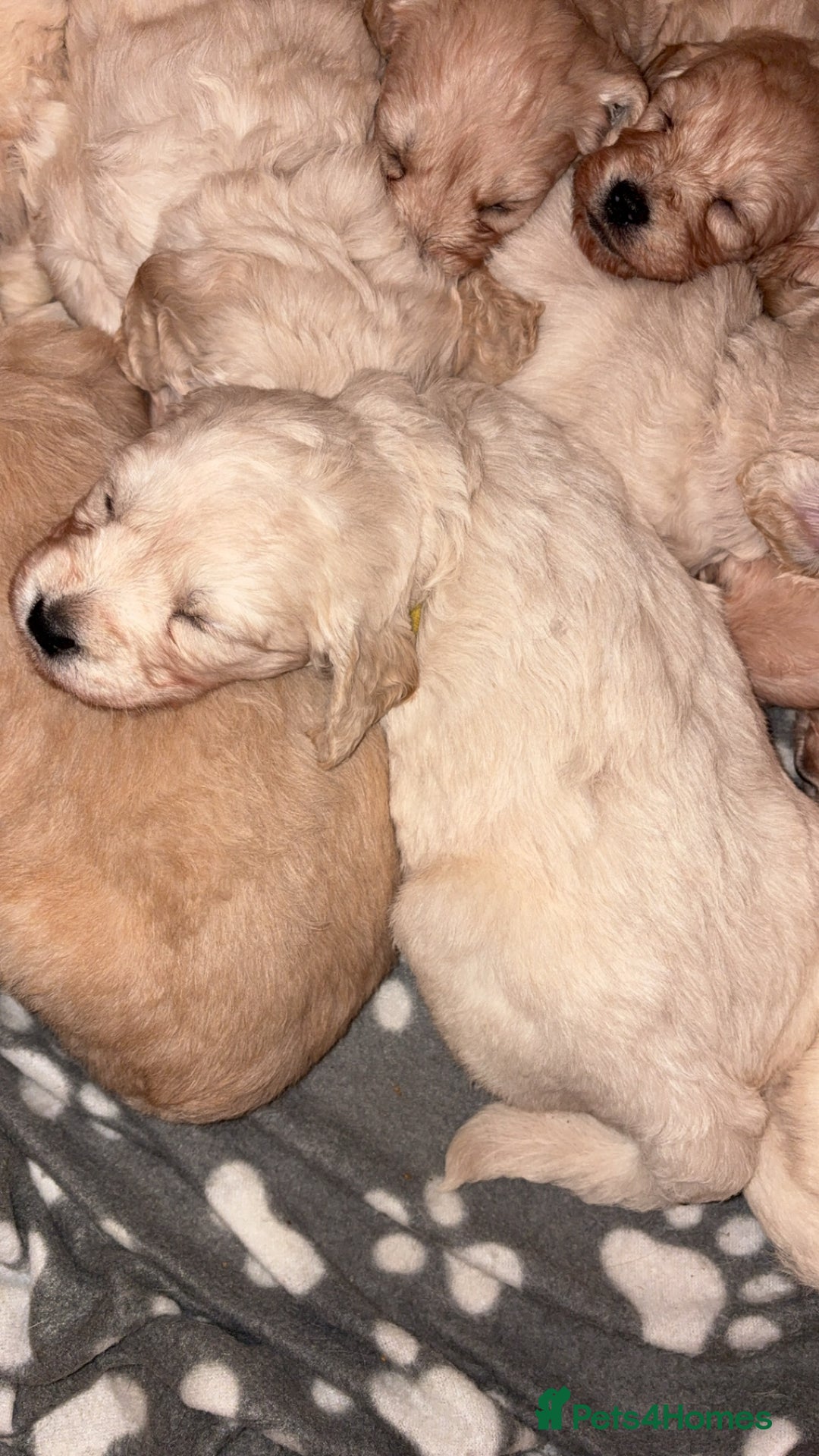 Mini Goldendoodle dogs for sale: 10 beautiful Miniature F1 GoldenDoodle puppies - Advert 22