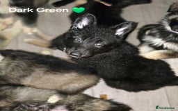 Mixed Breed dogs for sale: German Shepherd x Husky/Collie - Image 8