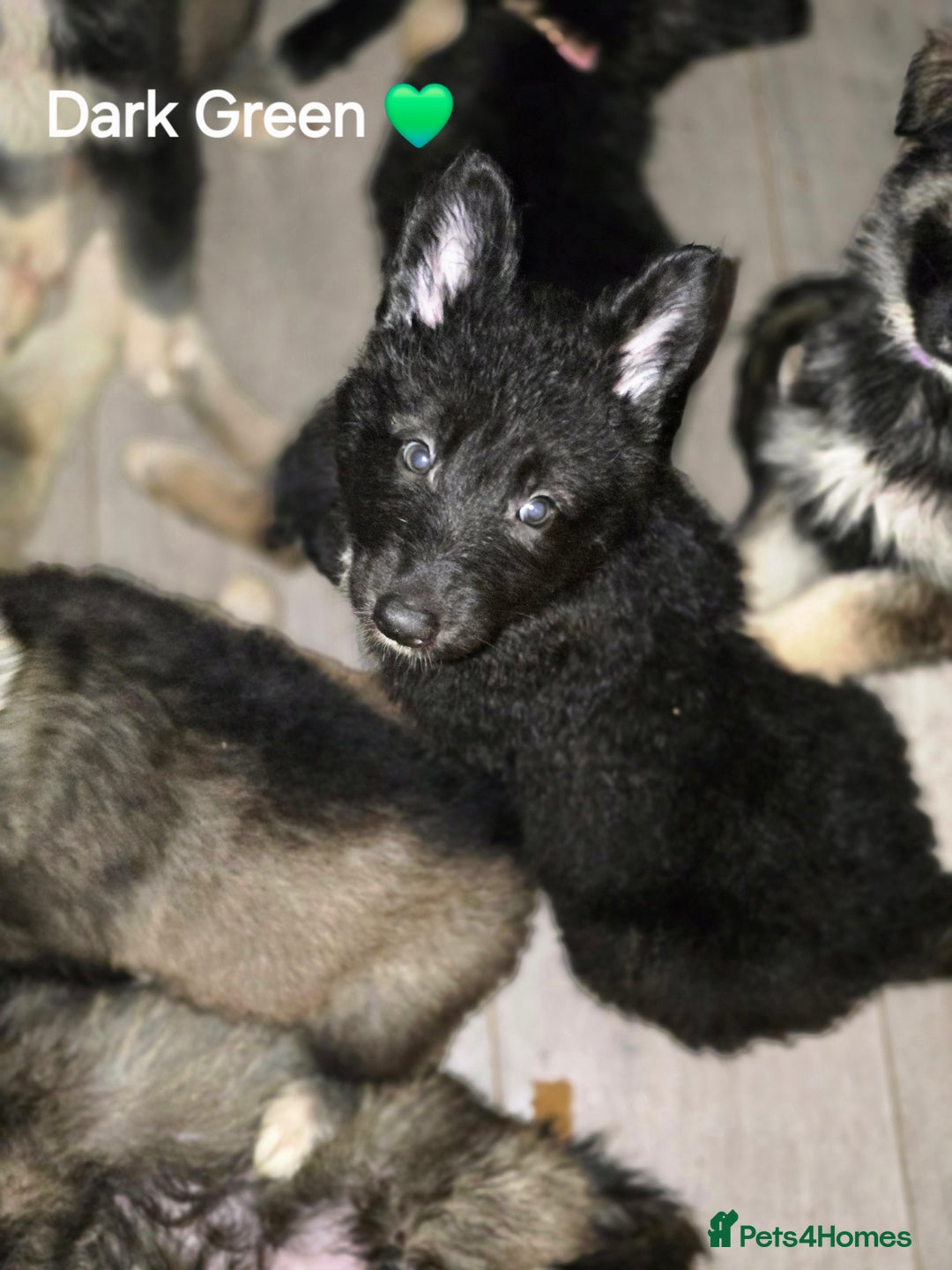 Mixed Breed dogs for sale: German Shepherd x Husky/Collie - Image 8