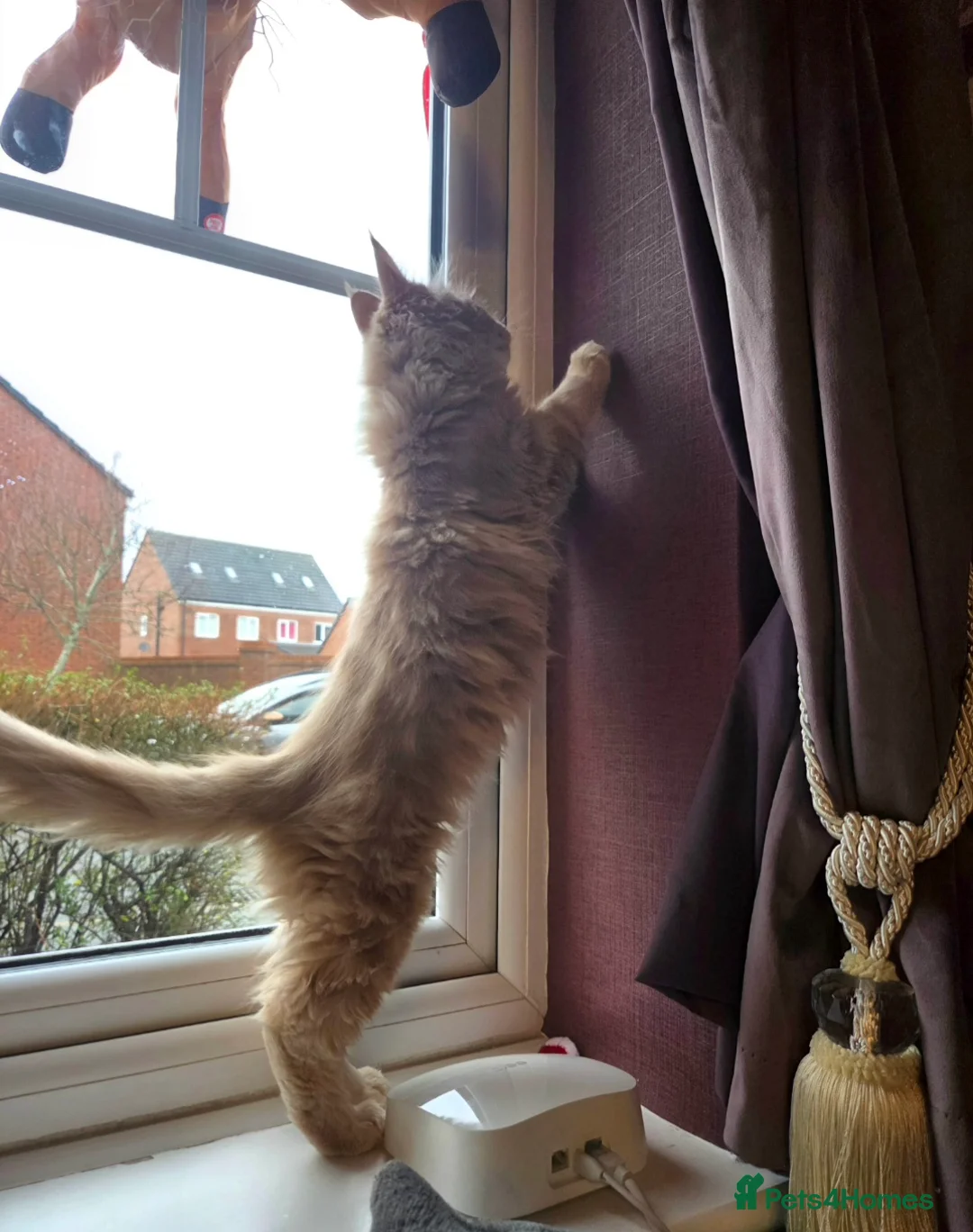 Maine Coon cats for sale: TiCA reg/Parents Fully Health Tested - Advert 15