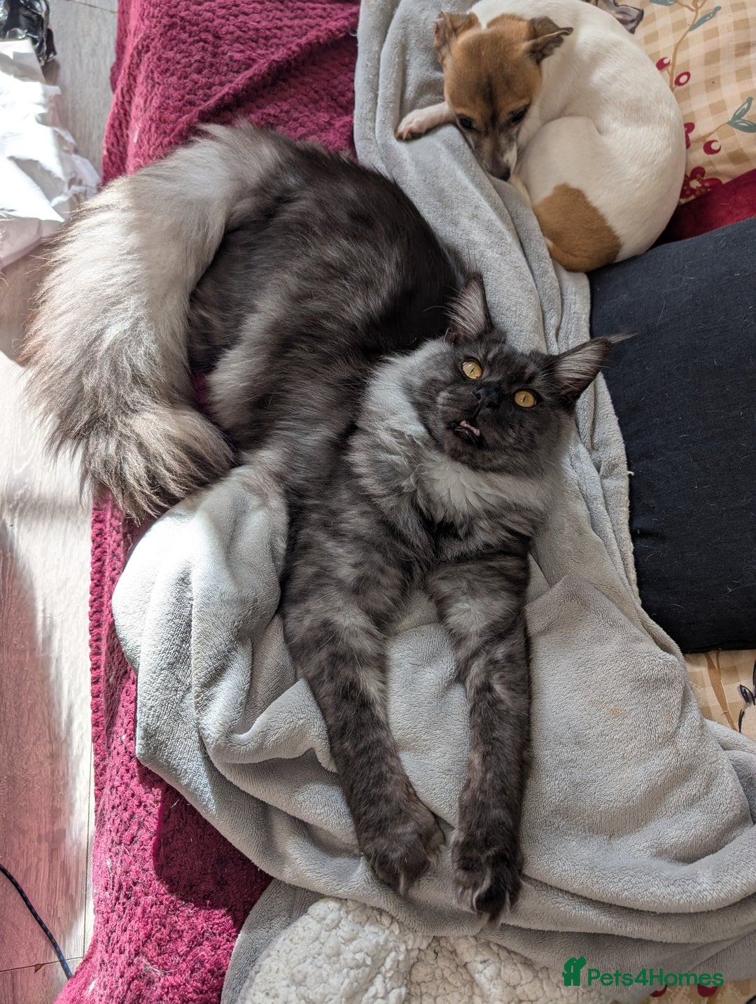 Maine Coon cats for sale: Tica active black smoke mainecoon - Advert 4