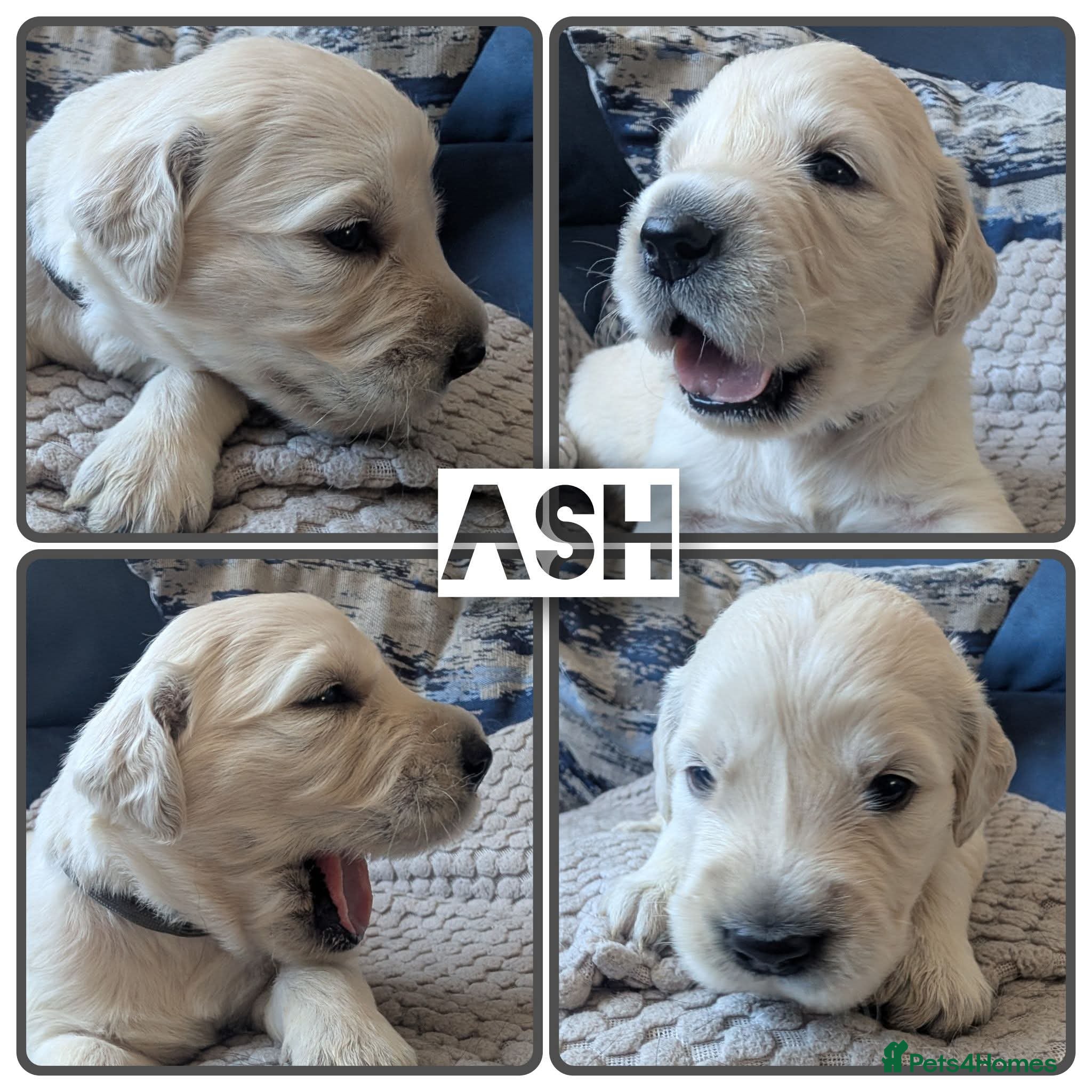 Golden Retriever dogs 1 girl left Golden retriever puppies  - Advert 6