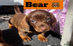 Dachshund dogs for sale: Beautiful Male Dachshunds 🐶  - Image 3