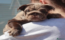 English Bulldog dogs for sale: Bettie & 007 babies short compact   - Image 5